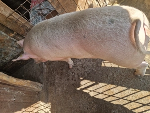 Porc de vânzare  - imagine 4