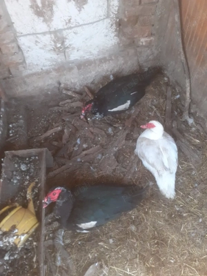 rate lesesti  - imagine 2