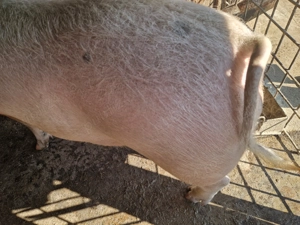 Porc de vânzare  - imagine 3