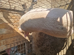 Porc de vânzare  - imagine 5