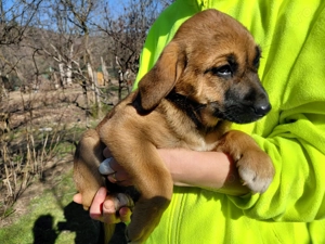 Căței spre adopție