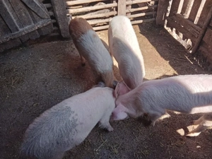 purcei vinzare - imagine 3