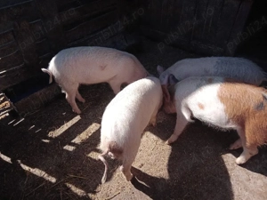 purcei vinzare - imagine 2