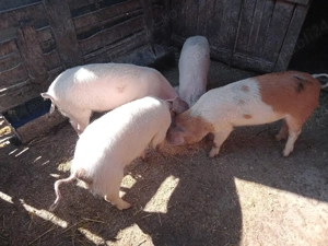 purcei vinzare - imagine 4