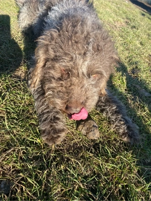 caine de trufe  - imagine 2