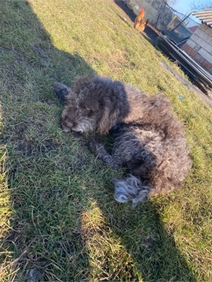 caine de trufe  - imagine 4