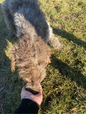 caine de trufe  - imagine 3