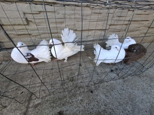 Vand porumbei voltați  - imagine 4