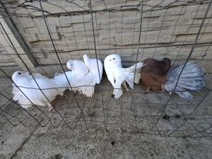 Vand porumbei voltați  - imagine 2