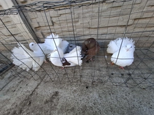 Vand porumbei voltați  - imagine 3