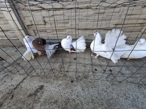 Vand porumbei voltați 