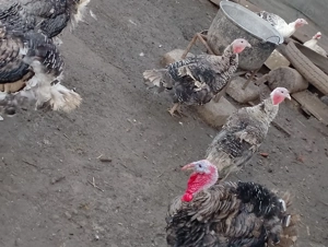 Curci și Curcani de vânzare  - imagine 3