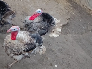 Curci și Curcani de vânzare  - imagine 2