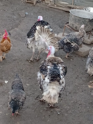 Curci și Curcani de vânzare  - imagine 4