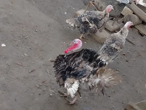 Curci și Curcani de vânzare 