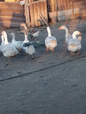 Gâște și gâscani de vânzare  - imagine 2