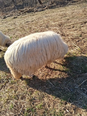 Berbec tanar - imagine 5