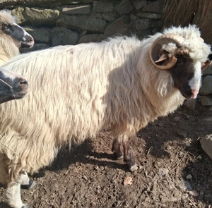Berbec tanar - imagine 3