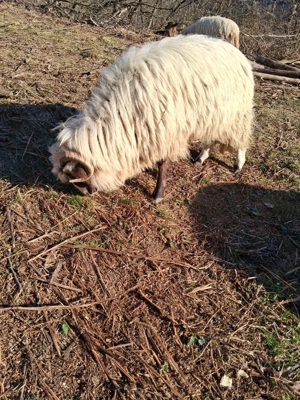 Berbec tanar - imagine 4