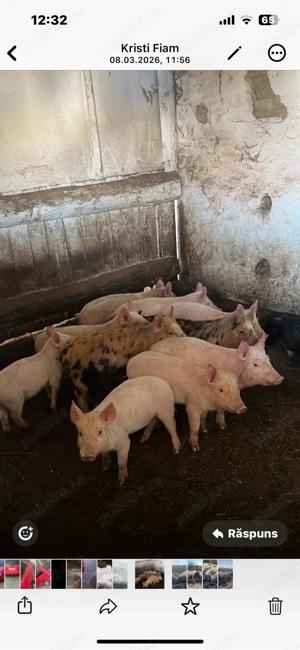 vand purcei 11 buc castrați de 12 saptamani 