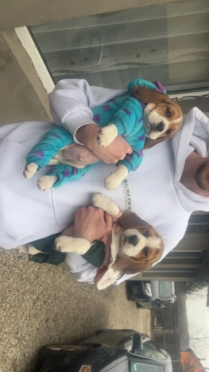 Vând 2 căței Beagle pereche  - imagine 2