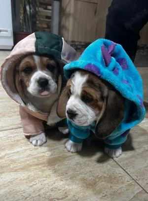 Vând 2 căței Beagle pereche  - imagine 4