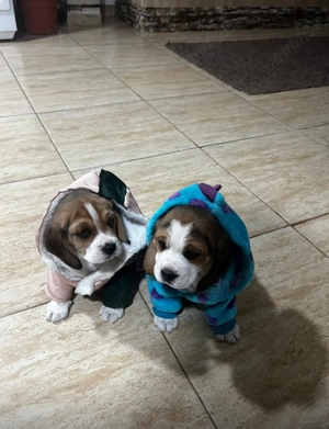 Vând 2 căței Beagle pereche  - imagine 5