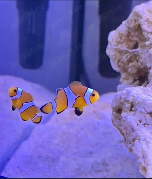 Pesti de acvariu - Aquanick - imagine 5