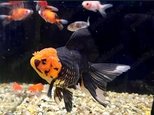 Pesti de acvariu - Aquanick - imagine 3