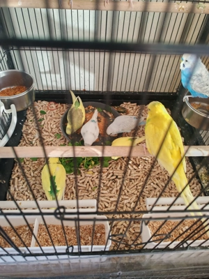 Papagali perusi - imagine 4