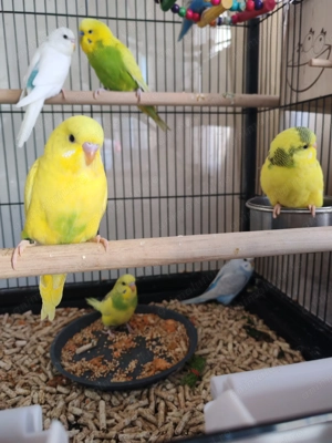 Papagali perusi - imagine 2