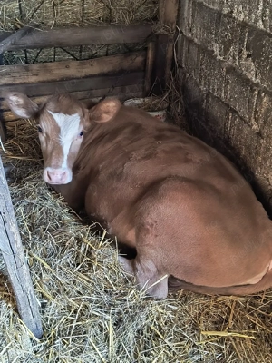 Vând junincă Angus - imagine 3