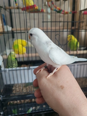 Papagali perusi - imagine 3