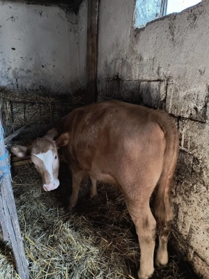 Vând junincă Angus - imagine 2