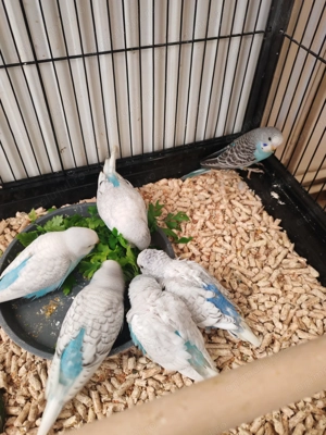 Papagali perusi - imagine 5