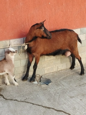 capra alpina - imagine 4