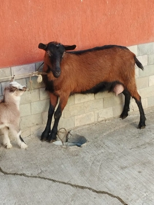 capra alpina - imagine 3