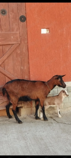 capra alpina - imagine 5