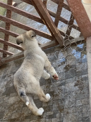 pui ciobanesc carpatin