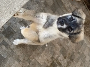 pui ciobanesc carpatin - imagine 3