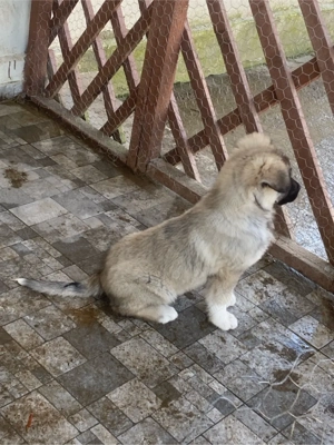 pui ciobanesc carpatin - imagine 4