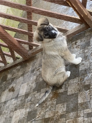 pui ciobanesc carpatin - imagine 5