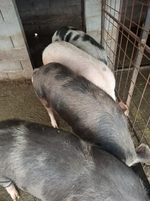 vând porci  - imagine 2