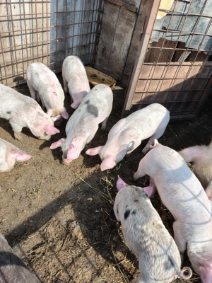  Vand Purcei 20-30 kg pe alese.  - imagine 3