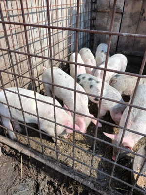  Vand Purcei 20-30 kg pe alese.  - imagine 2