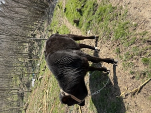 Vița de 9 luni rasă Angus