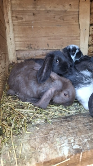 Vând iepurași berbec german - imagine 4