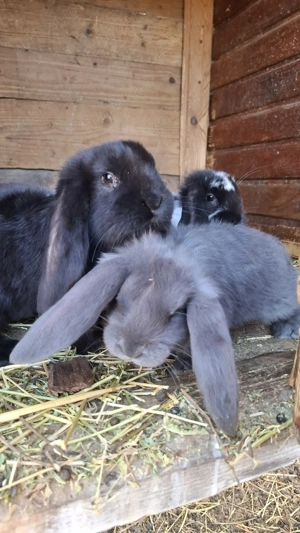 Vând iepurași berbec german - imagine 2