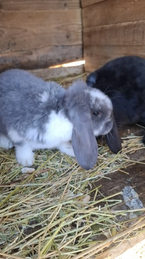 Vând iepurași berbec german - imagine 5