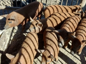 Purcei Mangalița Autentic 